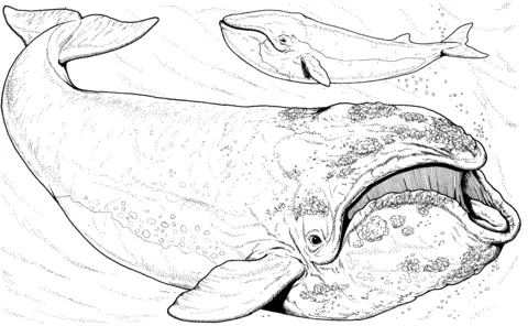whale (9)